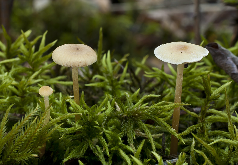 Hypholoma elongatum